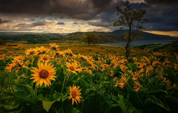 Picture flowers, mountains, river, tree, meadow, Oregon, Oregon, Columbia River Gorge