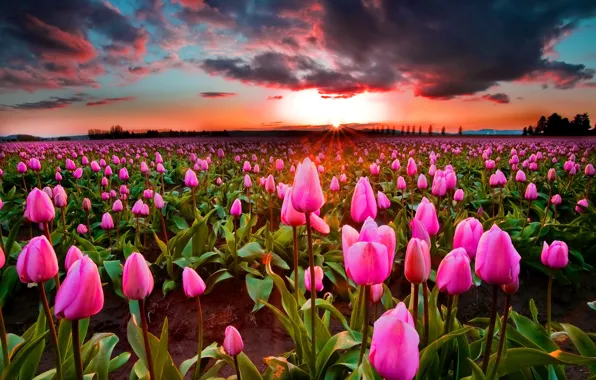 Field, the sun, sunset, flowers, clouds, bright, tulips, pink