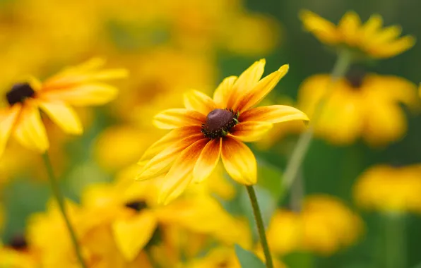 Summer, flowers, background, yellow, garden, rudbeckia, Echinacea