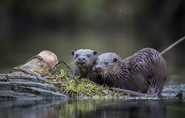 Grass, pond, the dark background, shore, two, wet, log, a couple