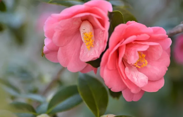 Leaves, macro, flowers, branch, spring, pair, pink, Duo