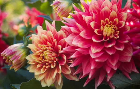 Summer, flowers, dahlias