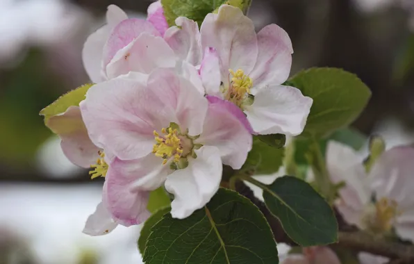 Leaves, branch, flowers, blooming twig