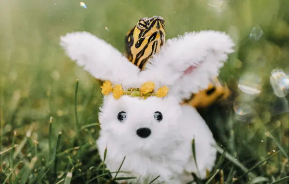 White, grass, look, flowers, glade, toy, hare, turtle