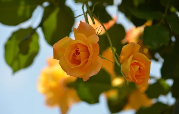 Macro, roses, bokeh, yellow roses