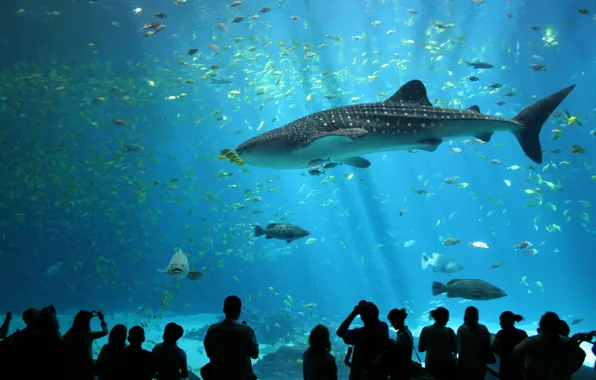 People, aquarium, shark