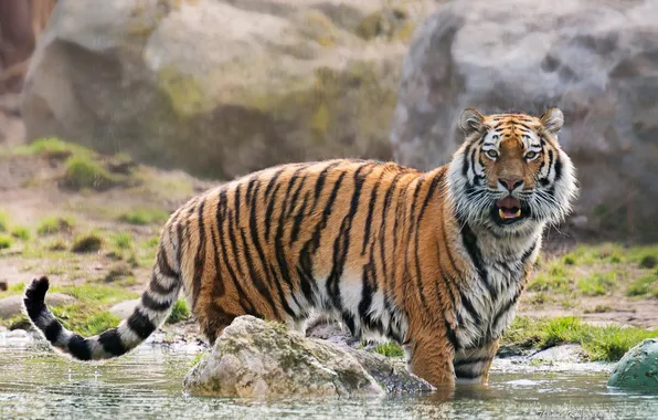Water, predator, wild cat, The Amur tiger