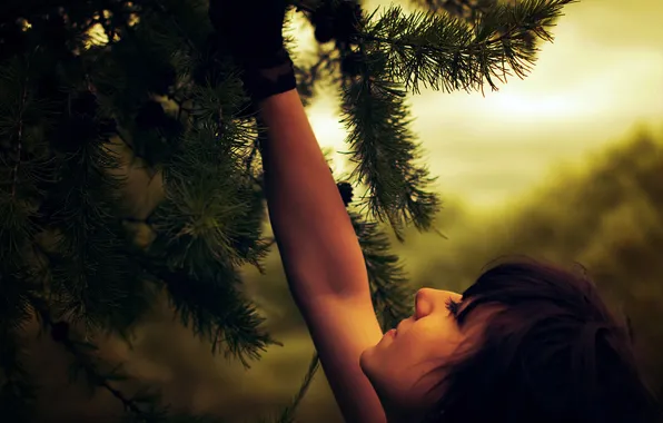 Picture FOREST, NEEDLES, BRUNETTE, TREE