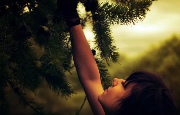 FOREST, NEEDLES, BRUNETTE, TREE