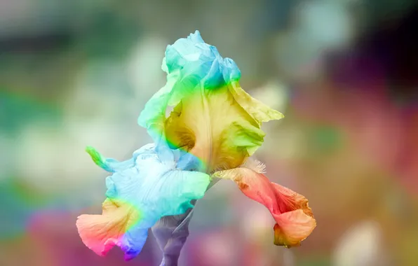 Picture flower, rainbow, iris, iris, rainbow iris, flower of iris