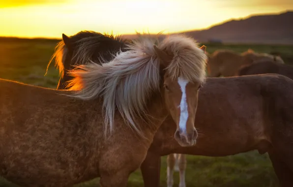 Picture sunset, horses, pasture