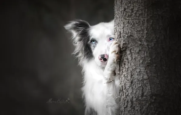 Picture face, background, tree, paw, dog, The border collie