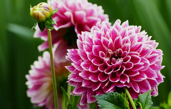 Flowers, flowering, dahlias