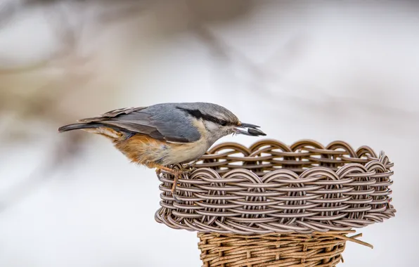 Birds, feeder, nuthatch, photohunt, holds a seed