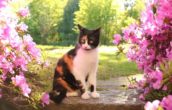 Cat, cat, look, pose, face