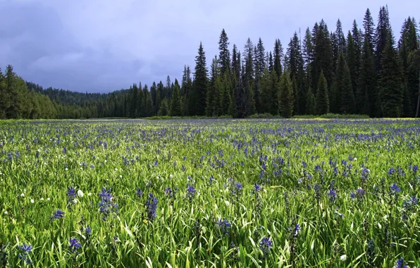 Picture greens, field, forest, summer, the sky, grass, clouds, flowers