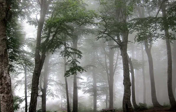 Forest, trees, fog