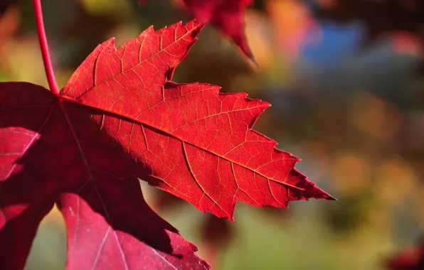 Autumn, nature, sheet, maple, the crimson
