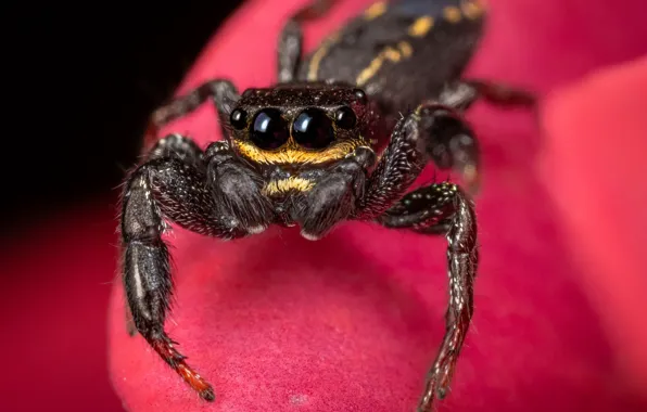 Flower, look, macro, red, spider, jumper, spider, jumping spider