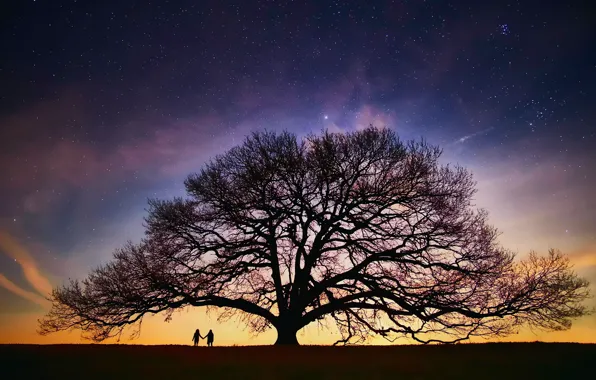 Picture the sky, stars, night, people, tree, the evening, pair, the milky way