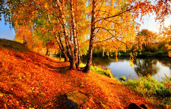 Picture autumn, leaves, shore, yellow, birch, river
