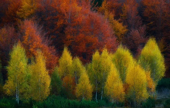 Picture autumn, forest, trees, nature