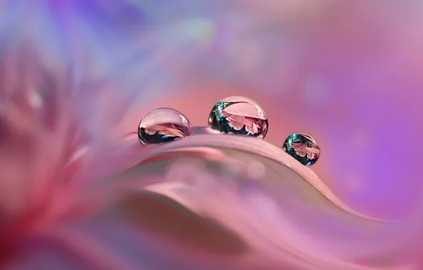 Drops, reflection, pink, petal