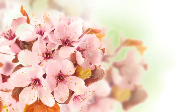 Picture leaves, flowers, beauty, spring, petals, gentle, pink, white