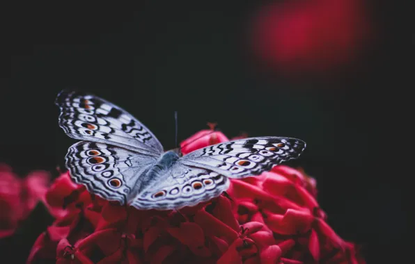 Flower, butterfly, flower, butterfly, blurred background, blurred background, Sudipta Mondal