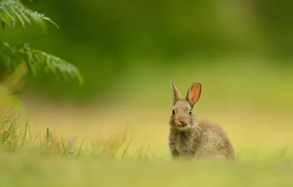 Grass, look, leaves, nature, grey, glade, hare, rabbit