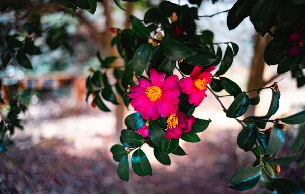 Leaves, light, flowers, branches, bright, Bush, spring, garden