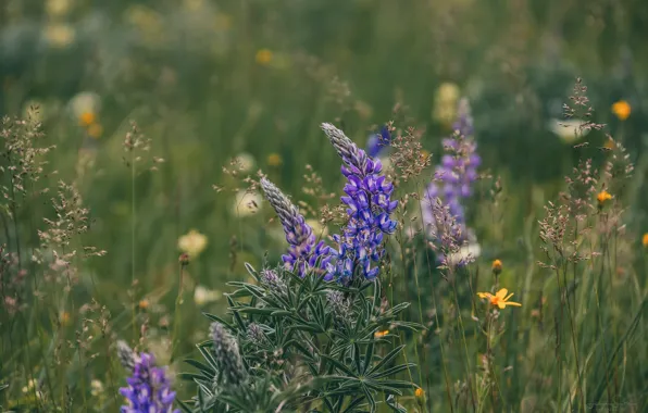 Wallpaper lupins, flowers, lilac, glade, bokeh, field, meadow, summer