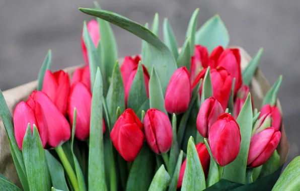 Leaves, flowers, bouquet, spring, tulips, red, pink, buds