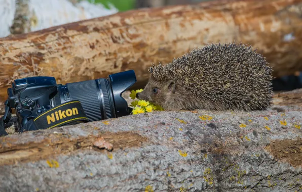 Flowers, spring, hedgehog, Nikon