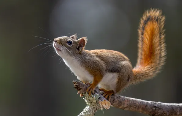 Picture Protein, Animals, Squirrel, Tail, Animals, Tree Branch, Tree branch