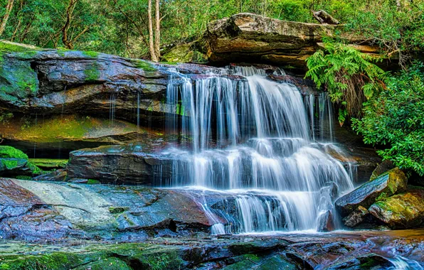 Picture greens, forest, trees, stones, foliage, waterfall, moss, HDR