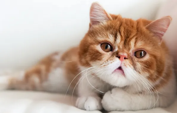 Cat, look, background