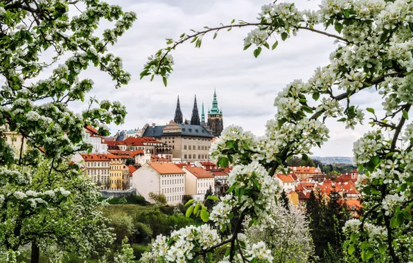 Picture flowers, branches, the city, spring, Prague, Czech Republic