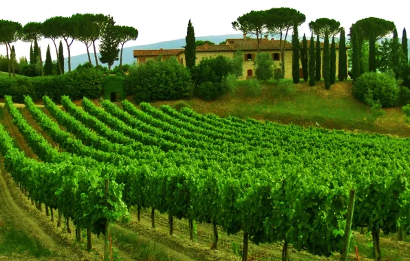 The sky, trees, house, Italy, vineyard, Tuscany