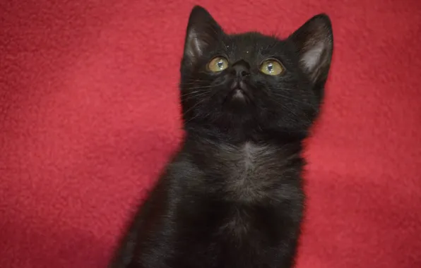 Black, Look, Kitty, Mustache, Eyes, Baby, Red background, Face