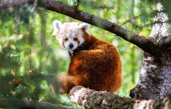Picture trees, branches, nature, pose, red Panda, cub, sitting, needles