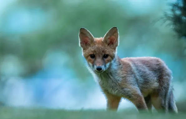Look, nature, background, Fox, face, Fox