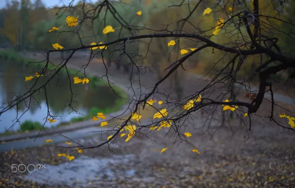 Autumn, leaves, macro, nature, foliage, branch, yellow