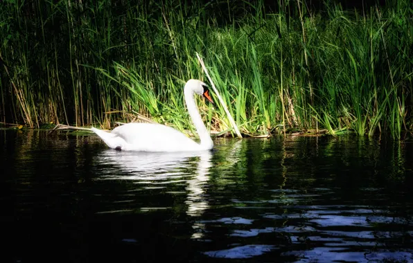 Grass, water, lake, reflection, Swan, water lilies