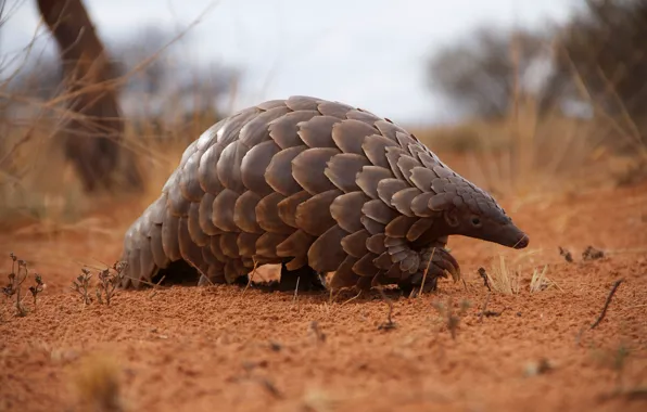 Nature, desert, pangolin