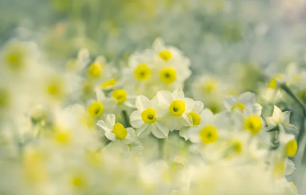 Flowers, spring, yellow, daffodils, bokeh