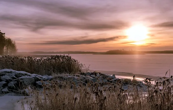 Sunset, fog, lake, reed