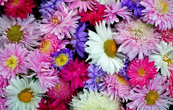 Picture summer, flowers, flowering, Asters