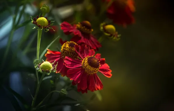 Flowers, nature, background