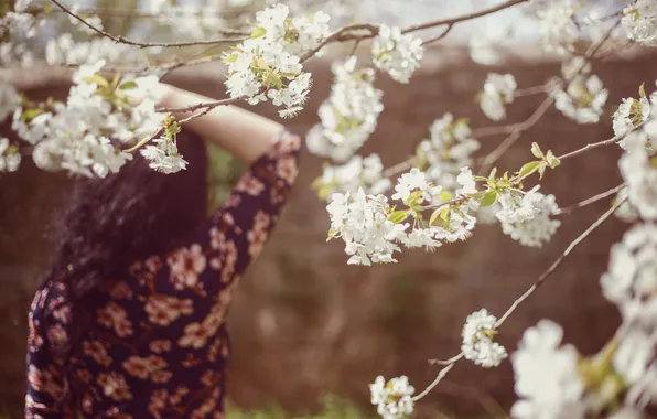Girl, flowers, tree, hair, back, petals, white